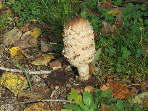 shaggy mane mushroom