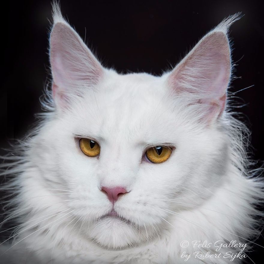 44 Breathtaking Pictures Show The Majestic Beauty Of Maine Coons