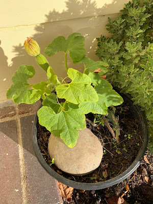 zucchini growing in the fall and winter