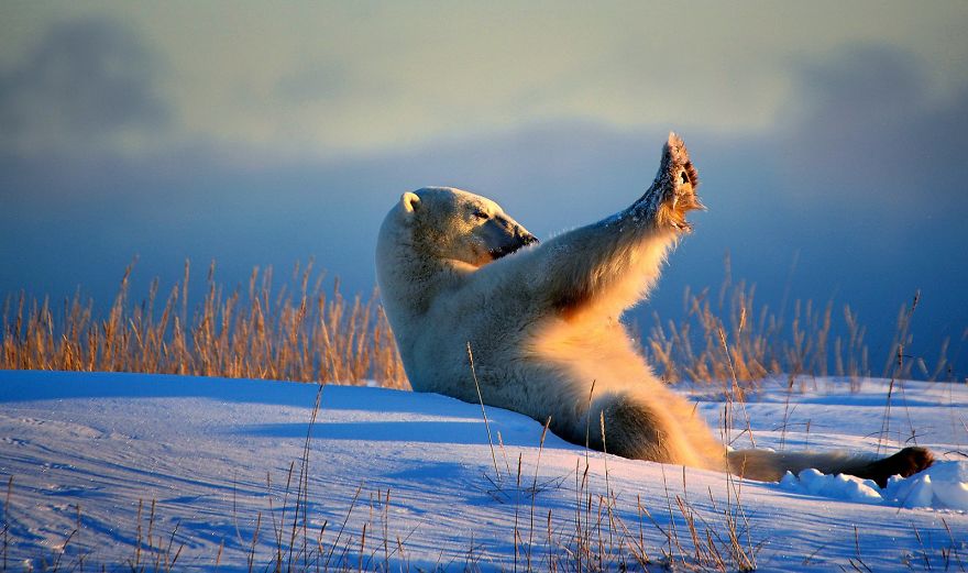 These Are The Finalists Of The Comedy Wildlife Photography Awards