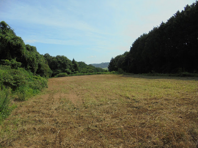 中腹の整備された田畑