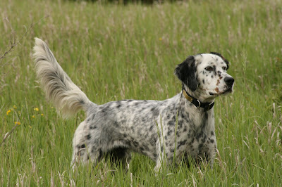 setter breeds