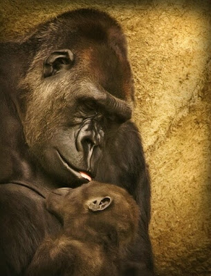 Mothers Love Animal Love Picture