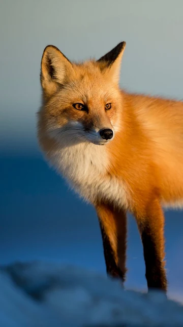 Free Red Fox, Predator, Animal, Snow Wallpaper