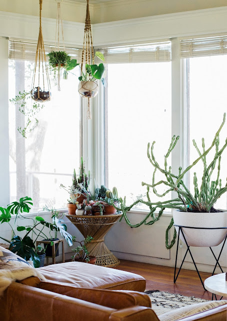 plantas colgantes en la sala, 