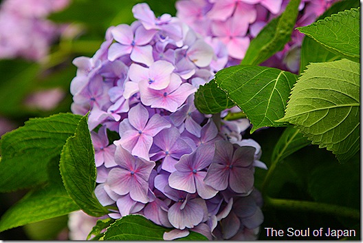     The hydrangeas inwards this business office of Nihon conduct maintain reached in that location peak TokyoMap Kamakuras Gokurakuji: Ajisai