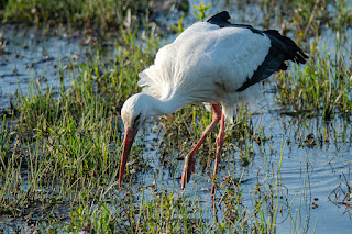 Wildlifefotografie Weißstorch Lippeaue Olaf Kerber