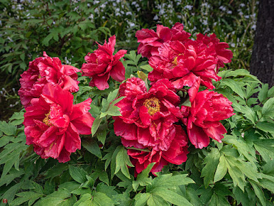 Botan (Paeonia suffruticosa) flowers: Kencho-ji