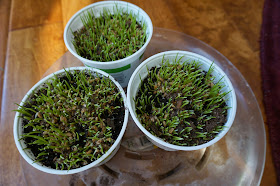 Pots of growing wheat grass