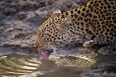 puku ridge, zambia, wildlife, south luangwa, nature photography, c4 images and safaris