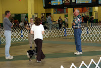 Tasha & Kiah (a Mini Australian Shepherd) Executing Obedience Pattern