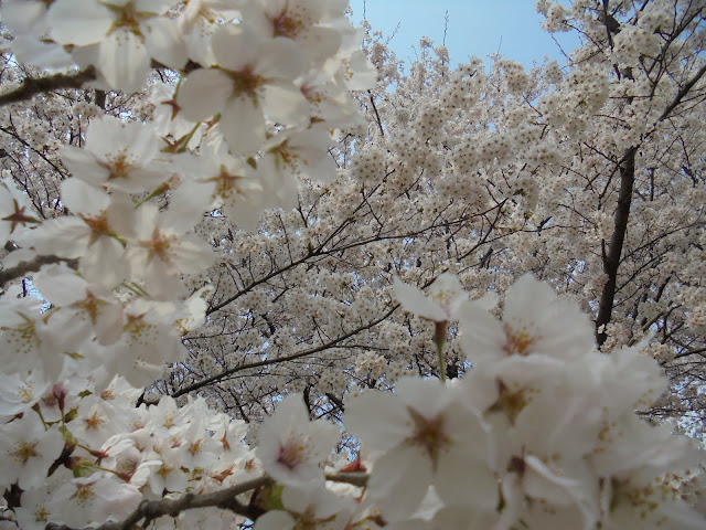 とっとり花回廊の桜の広場のソメイヨシノ桜