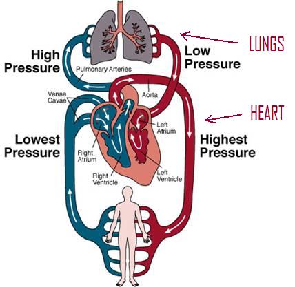 circulatory system diagram for kids. circulatory system images for