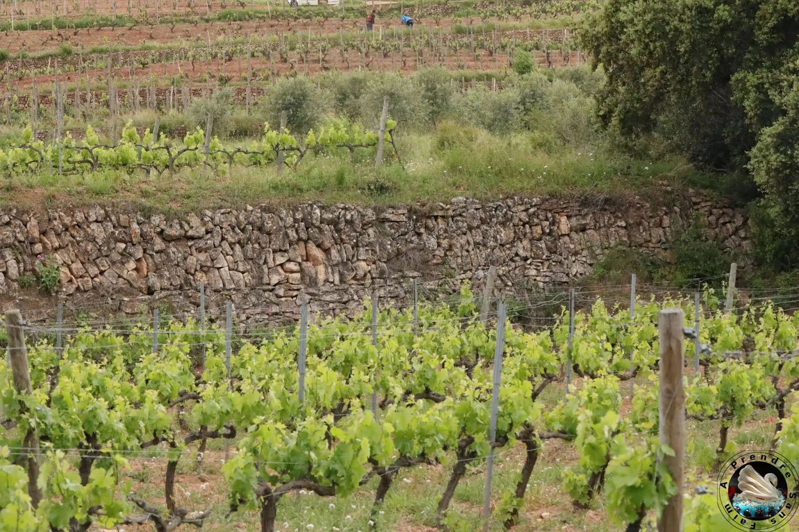 Visite et dégustation de vins à Vinyes Domènech - Capçanes