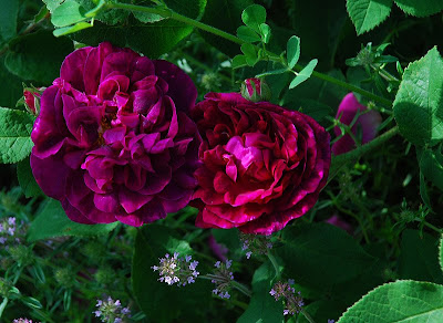 Rosa Sissinghurst Castle