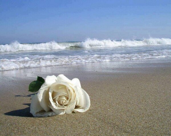 Basta uma flor natural ou uma oração  para agradar Iemanjá sem poluir o mar 