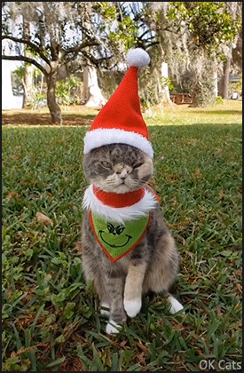 Christmas Cat GIF • Willow with her new outfit. Don't be the Grinch, beautiful cat! [ok-cats.com]