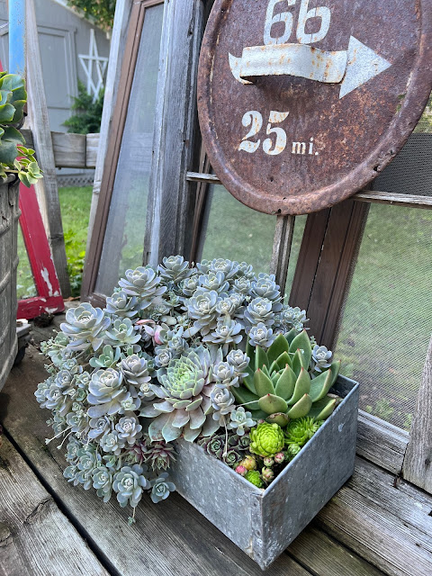 Photo of junky succulent planter.