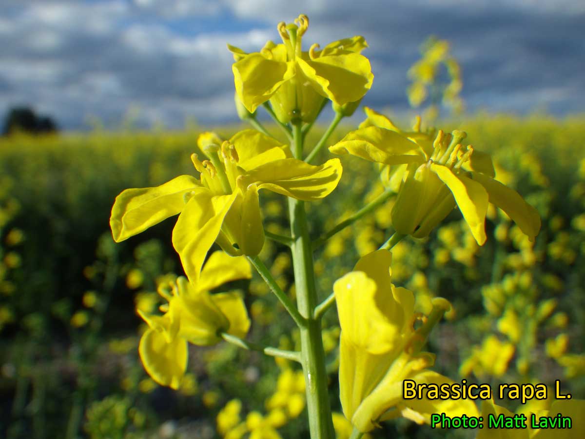 Medicinal Plants Brassica Rapa Peltokaali Majroen Kolzo Sawi Bunga Shalgom Repa Colza Rubsen ブラッシカ ラパ Shalқan 순무 종 Chamgyr