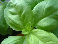 Basil Plant Image