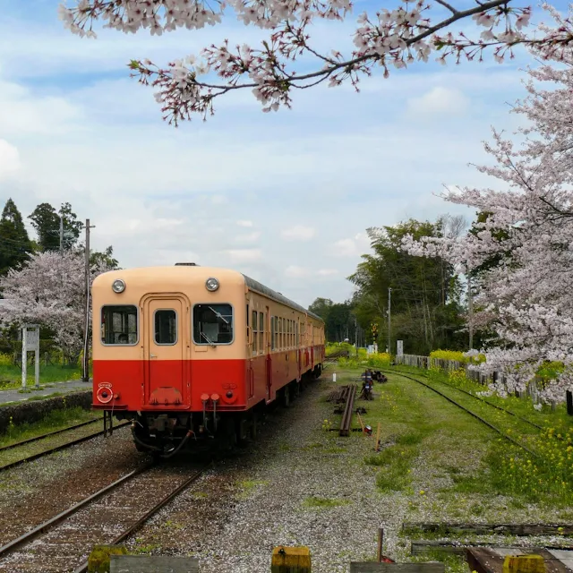 小湊鐵道　里見駅　桜　菜の花