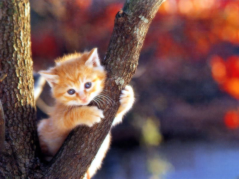 Asam Asam Manis Koleksi Gambar  Anak Kucing Yang Sangat Comel