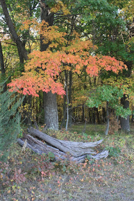 maple, not black walnut, tree in Autumn color