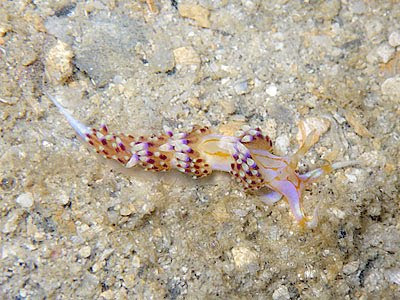 Aeolid nudibranch