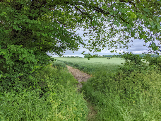 Hunsdon footpath 13 passing Thistly Wood - point 15