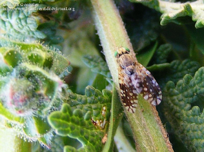 http://www.biodiversidadvirtual.org/insectarium/Tephritis-pulchra-%28Loew-1844%29-img561775.html