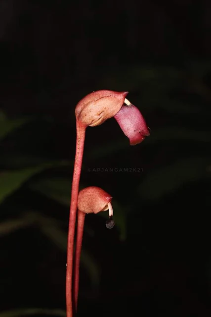 Forest Ghost Flower Aeginetia indica गुलाबदानी Orobanchaceae  Sindhudurg, Maharashtra India