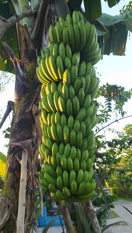 bibit pohon pisang mulyo langsung dari pembudidaya Sumatra Utara