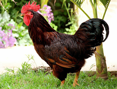 Rhode Island Red Chickens