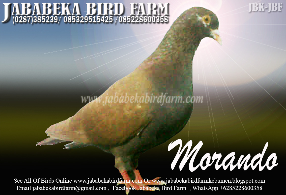 0287 382807 085228600358 085329515425 Burung Merpati Kolongan