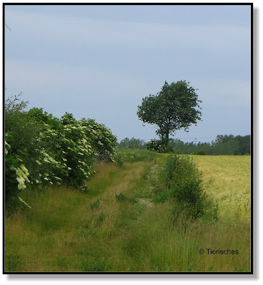 Holunderbüsche