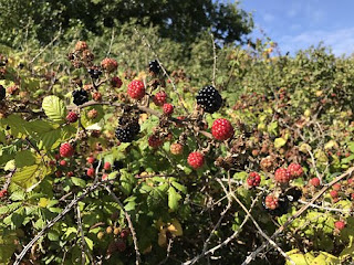 Piante da Frutto, Frutti di Bosco