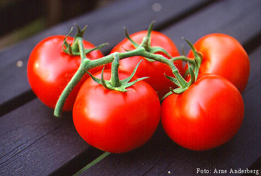 On Post Harvest Tomatoes