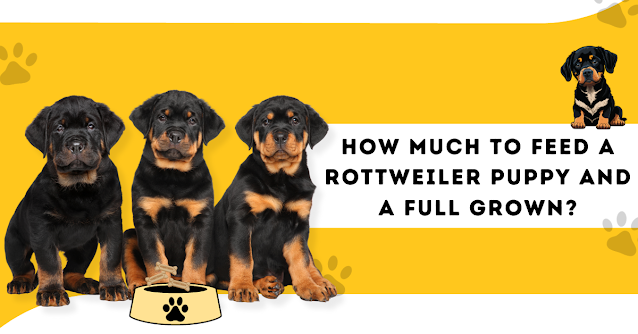 How-much-to-feed-a-rottweiler-puppy