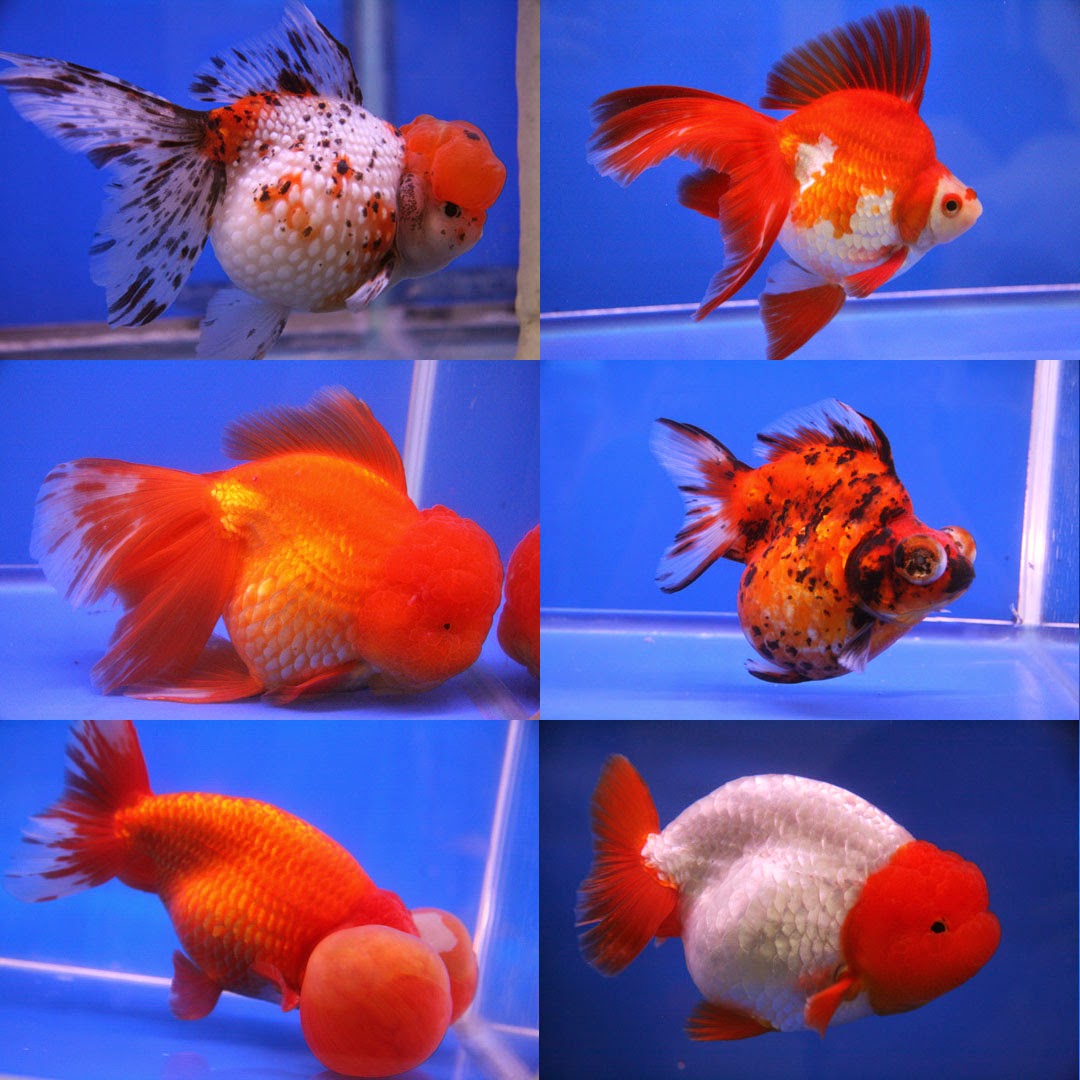 Gold Fish Pictures