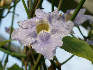 Thunbergie à grandes fleurs - Thunbergia grandiflora 