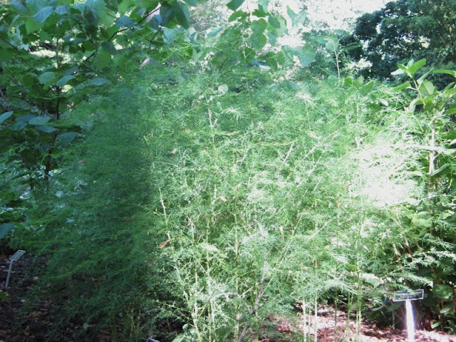 Kurilo (Asparagus racemosus