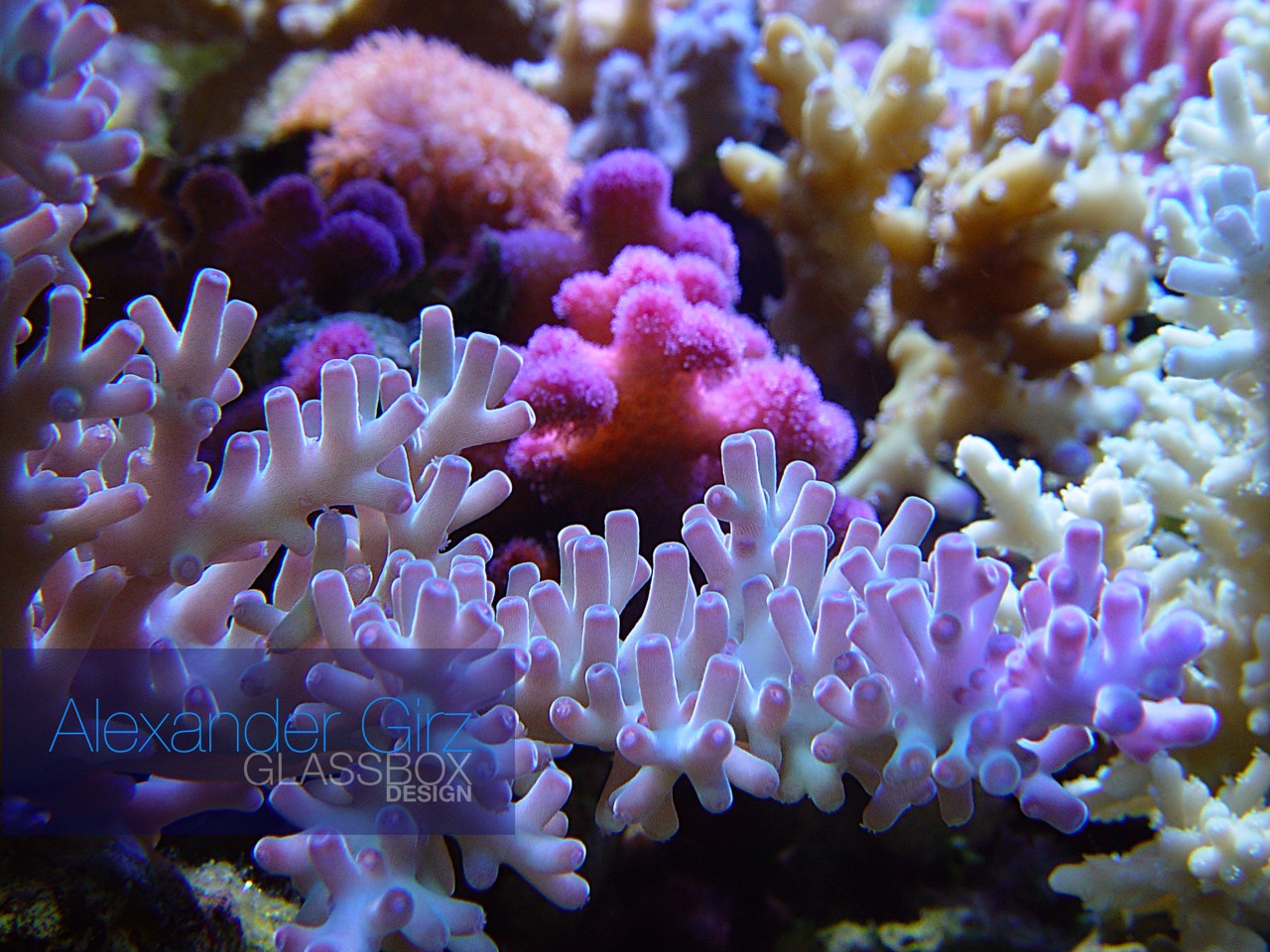 hd wallpaper live aquarium wallpaper free aquarium wallpapers aquarium ...