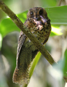 Barred Owlet nightjar