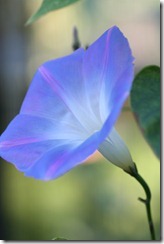 bloggebilder 075