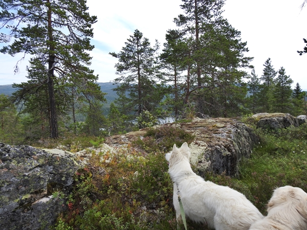 hakkemarihølet øvre kollsjøen strømsoddbygda