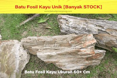 batu fosil kayu arang