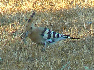 Hoopoe