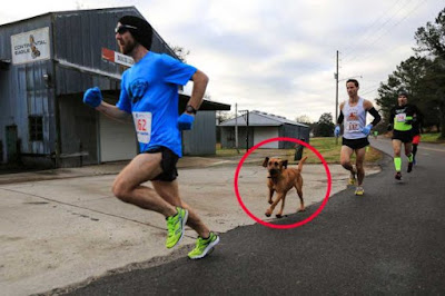 ¡Les ganó a casi todos! Un perro corre una maratón y termina séptimo