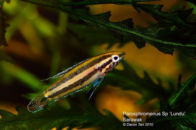 Parosphromenus Sp 'Lundu'