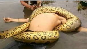 Berani Lihat? Inilah Video Ular Anaconda Makan Manusia Hidup-Hidup